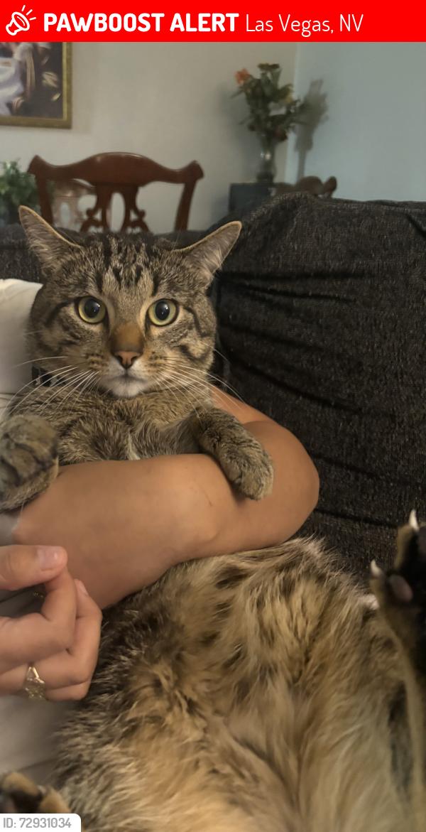 Lost Male Cat last seen Stewart and nellis, Las Vegas, NV 89110