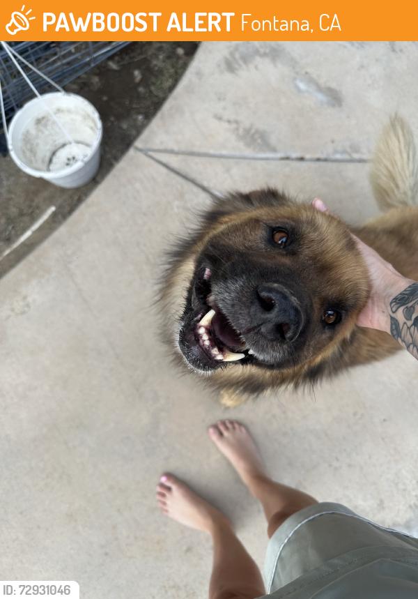 Found/Stray Male Dog last seen San Sevaine Rd, Fontana, CA 92335