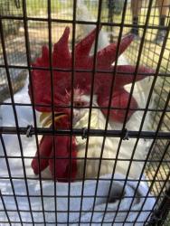 Shelter Stray Male Bird last seen , Tucson, AZ 85745