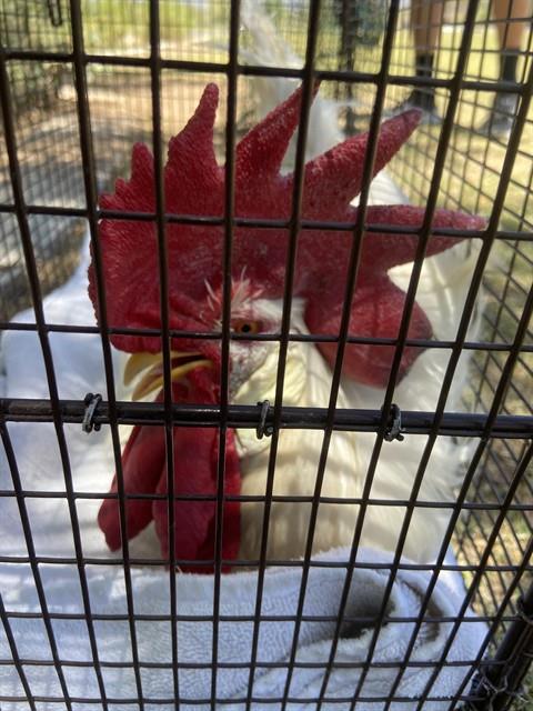 Shelter Stray Male Bird last seen , Tucson, AZ 85745
