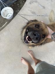 Found/Stray Male Dog last seen San Sevaine Rd, Fontana, CA 92335