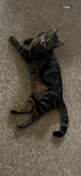 Reunited Male Cat last seen Neighborhood between broadway and st francis on 55th street, Wichita, KS 67216