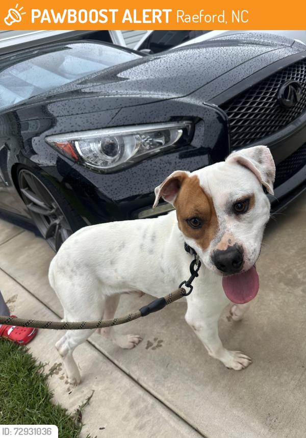 Found/Stray Male Dog last seen Turnpike and 211 , Raeford, NC 28376