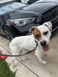 Found/Stray Male Dog last seen Turnpike and 211 , Raeford, NC 28376