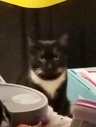 Lost Male Cat last seen Food Lion by 101, Woodruff, SC 29388