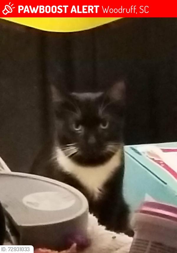 Lost Male Cat last seen Food Lion by 101, Woodruff, SC 29388