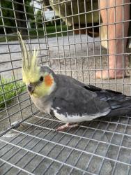 Found/Stray Unknown Bird last seen Ellison Ave and Ellison Place, Yonkers, NY 10708
