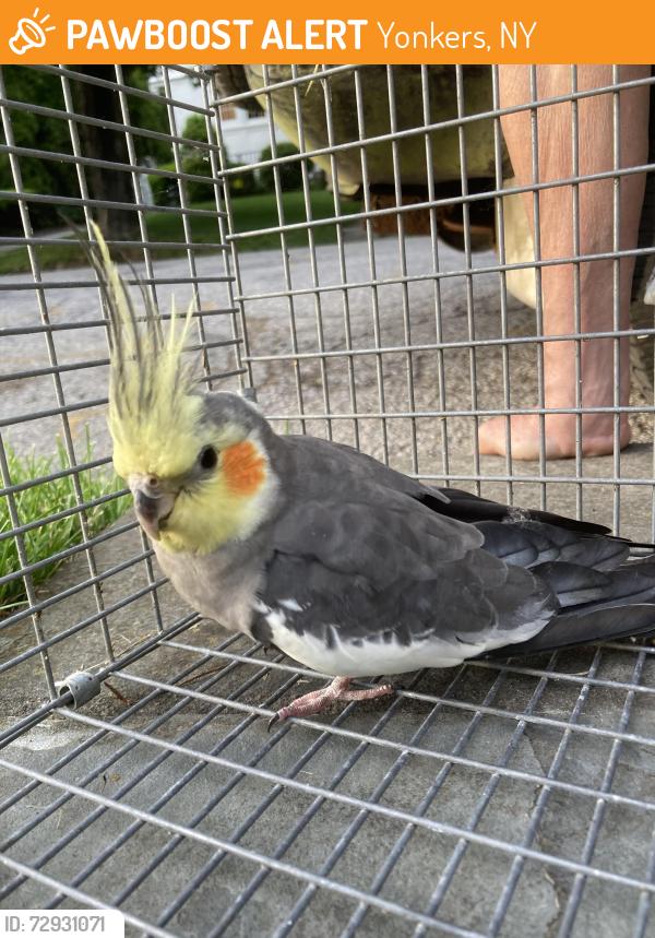 Found/Stray Unknown Bird last seen Ellison Ave and Ellison Place, Yonkers, NY 10708