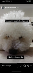 Reunited Male Dog last seen W Supai DR, Goodyear, AZ 85338