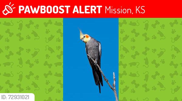 Lost Male Bird last seen Near Barkley , Mission, KS 66202