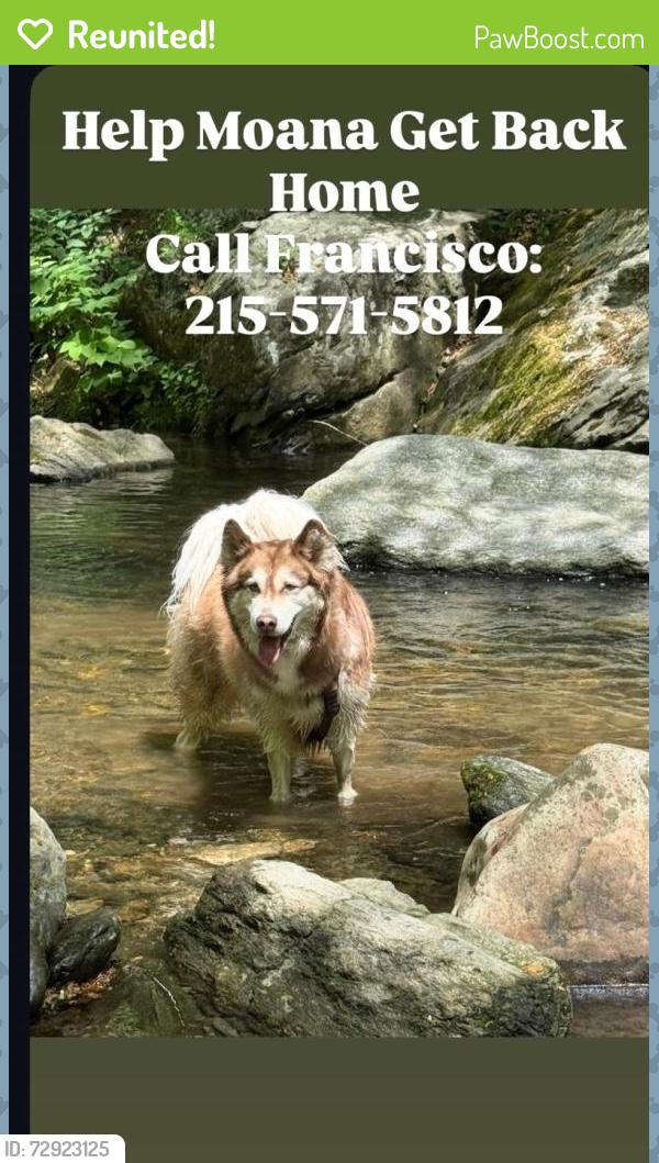 Reunited Female Dog last seen Near Rose Glen Rd, Gladwyne, PA 19035, Gladwyne, PA 19035