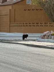 Found/Stray Unknown Dog last seen Pearl and E Tompkins , Paradise, NV 89121