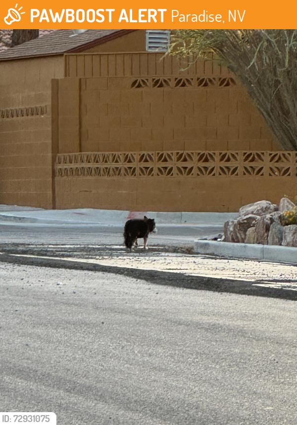 Found/Stray Unknown Dog last seen Pearl and E Tompkins , Paradise, NV 89121