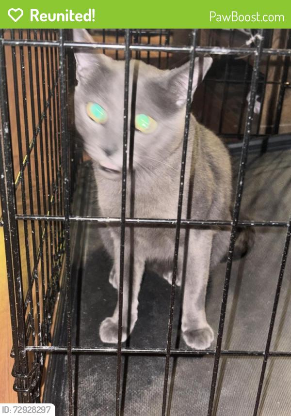 Reunited Male Cat last seen Alexander and decatur, Las Vegas, NV 89130