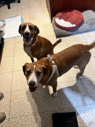 Reunited Female Dog last seen Sheppard and ocean view, Norfolk, VA 23518