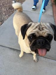 Reunited Female Dog last seen Captain Jon Ave and Shannon Christine , Las Vegas, NV 89104