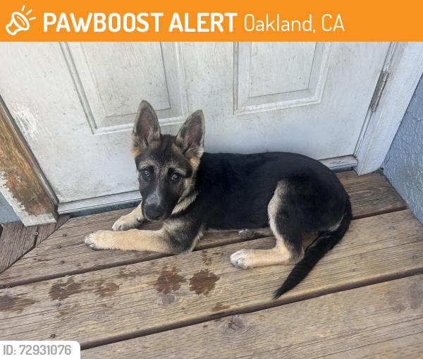 Found/Stray Female Dog last seen International blvd, Oakland, CA 94621