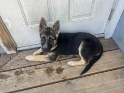 Found/Stray Female Dog last seen International blvd, Oakland, CA 94621