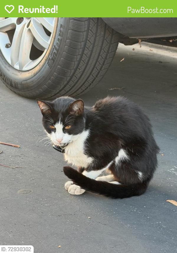 Reunited Unknown Cat last seen Lane’s End community, Northwood Pointe, Irvine, CA 92620