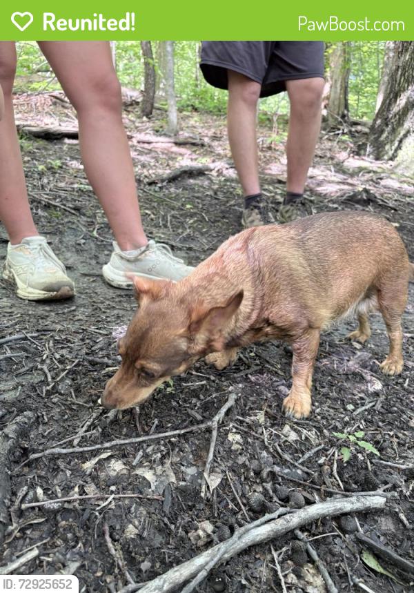 Reunited Female Dog last seen Montour Trails, Moon Township, PA 15108