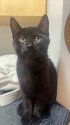 Lost Male Cat last seen Robert/Pie-IX, Montréal, QC H1Z 3E2
