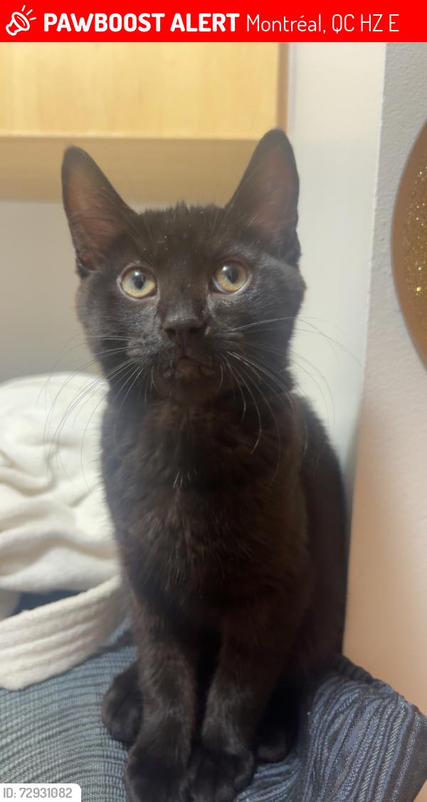 Lost Male Cat last seen Robert/Pie-IX, Montréal, QC H1Z 3E2