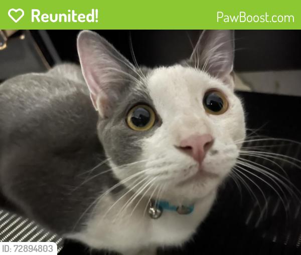 Reunited Male Cat last seen Clarendon ave, Phoenix, AZ 85086