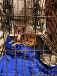 Reunited Male Dog last seen Harnett Central Rd towards 401, Harnett County, NC 27501