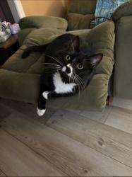 Lost Female Cat last seen Bourbon Red Drive, Silver Spring Township, PA 17050