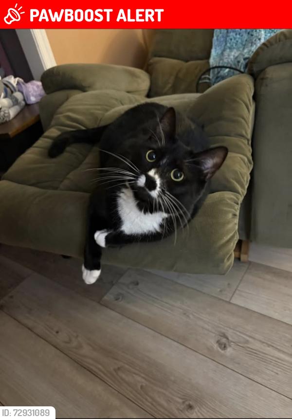 Lost Female Cat last seen Bourbon Red Drive, Silver Spring Township, PA 17050