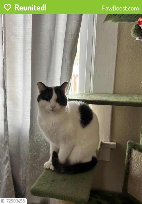 Reunited Male Cat last seen 59th pl and denker, Los Angeles, CA 90047