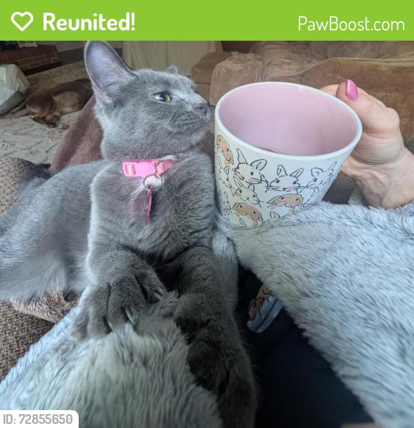 Reunited Female Cat last seen King Hiram/John McMillan/School Rd, Hope Mills, NC 28348