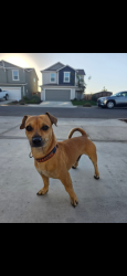 Reunited Male Dog last seen Near Myrtle St Oakland , Oakland, CA 94607