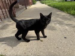 Found/Stray Male Cat last seen Trumbull and Cermak, Chicago, IL 60623