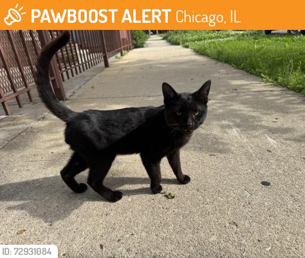 Found/Stray Male Cat last seen Trumbull and Cermak, Chicago, IL 60623