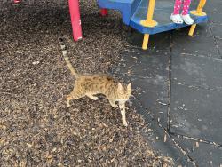Found/Stray Unknown Cat last seen Playground, Louisville, KY 40299