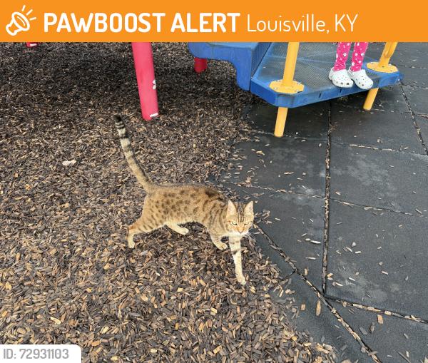 Found/Stray Unknown Cat last seen Playground, Louisville, KY 40299