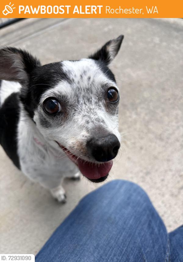 Found/Stray Unknown Dog last seen Pecan Street SW, Rochester, WA 98579