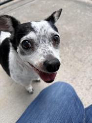 Found/Stray Unknown Dog last seen Pecan Street SW, Rochester, WA 98579