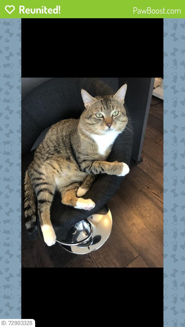 Reunited Male Cat last seen Chartwell, West Vancouver, BC V7S 2N4