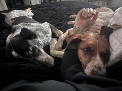Reunited Male Dog last seen Near Hugh Thomas Dr, Panama City, FL 32404, USA, Panama City, FL 32404