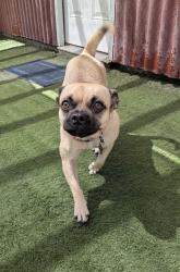 Reunited Female Dog last seen Greenleaf and willowbrook, Compton, CA 90220