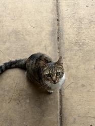 Found/Stray Unknown Cat last seen Rogers Rd and Campo Rd, Spring Valley, CA 91977