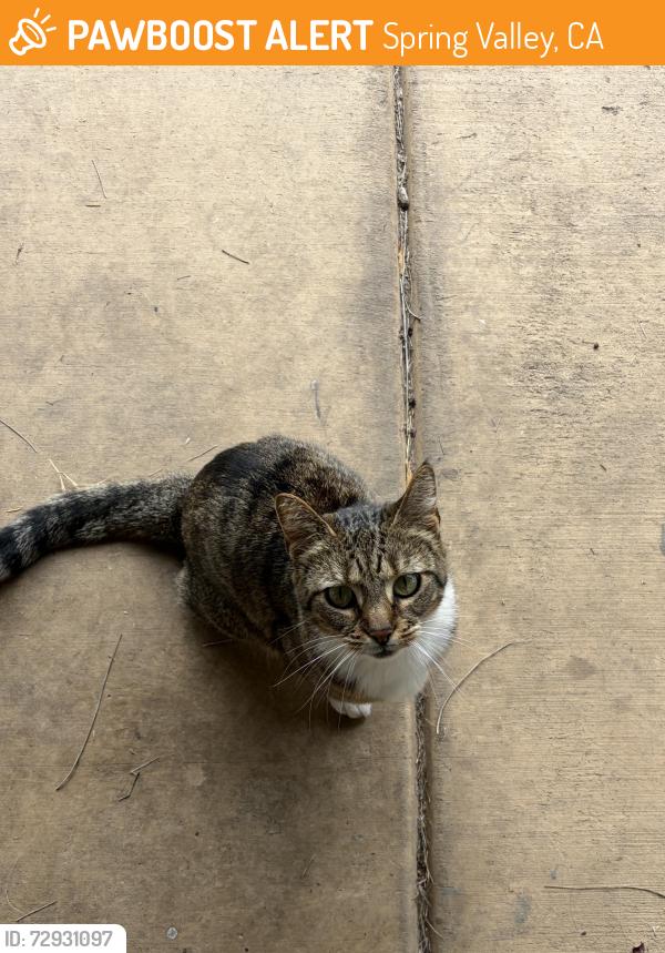 Found/Stray Unknown Cat last seen Rogers Rd and Campo Rd, Spring Valley, CA 91977