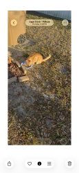 Found/Stray Male Cat last seen Gleason and Sw Santa Barbara place, Cape Coral, FL 33914