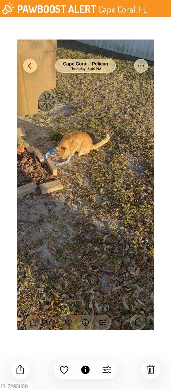 Found/Stray Male Cat last seen Gleason and Sw Santa Barbara place, Cape Coral, FL 33914