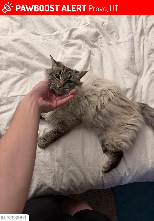 Lost Female Cat last seen Near 1750 W and Teton Dr, Provo, UT 84604