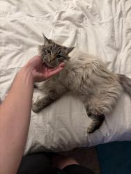 Lost Female Cat last seen Near 1750 W and Teton Dr, Provo, UT 84604