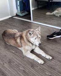 Reunited Female Dog last seen Marengo / valley , Alhambra, CA 91803