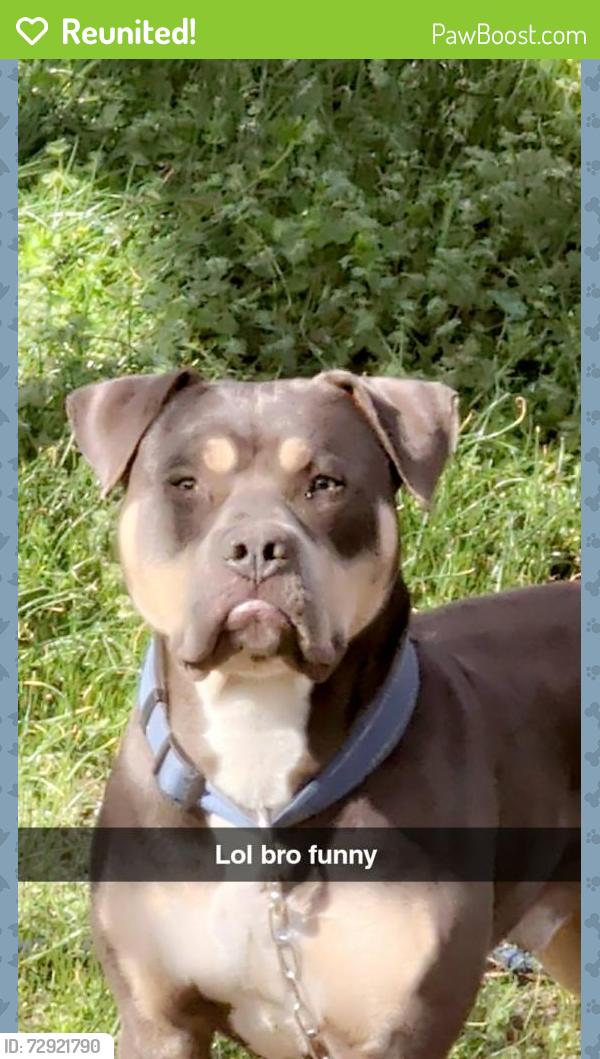 Reunited Male Dog last seen 11th and Sheridan , Tulsa, OK 74112